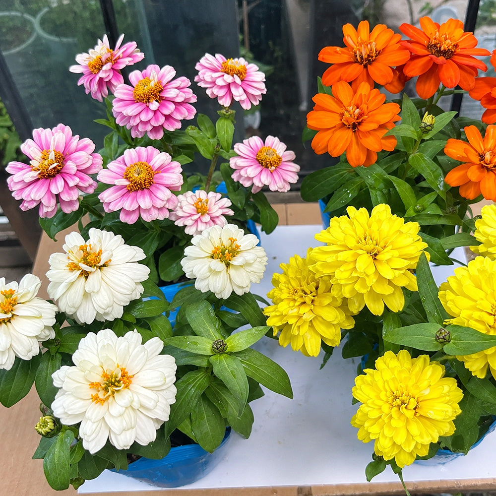W1342 Dwarf Double Zinnia Mix