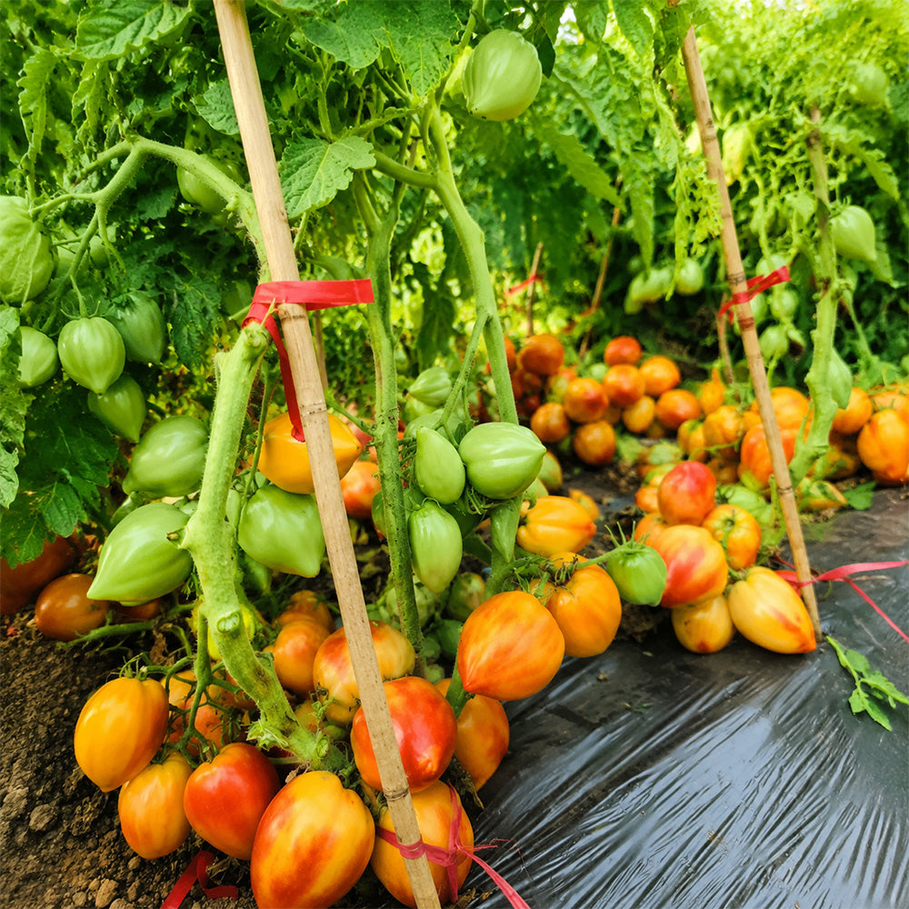 208 Dwarf Sunkissed Peach Tomato