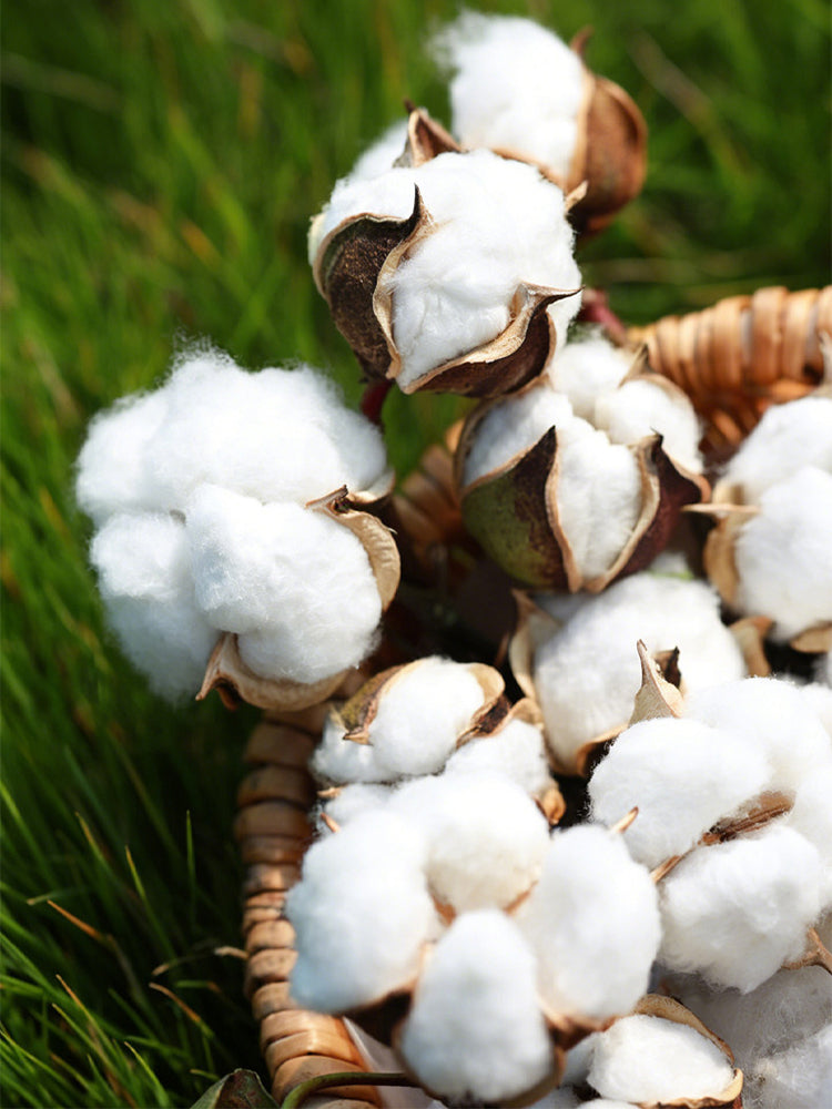 Baimian No.1 Cotton