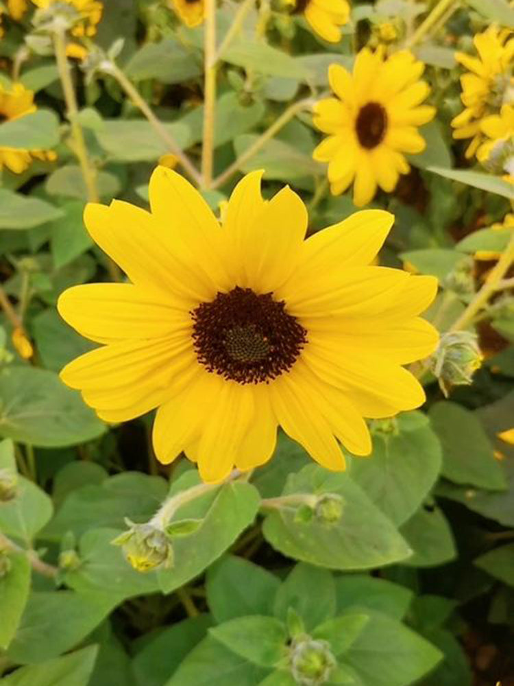 Yellow Rose Sunflower