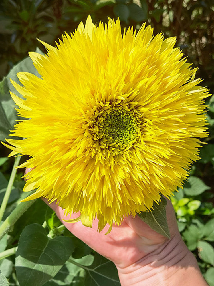 'Winnie Bear' Ornamental Sunflower