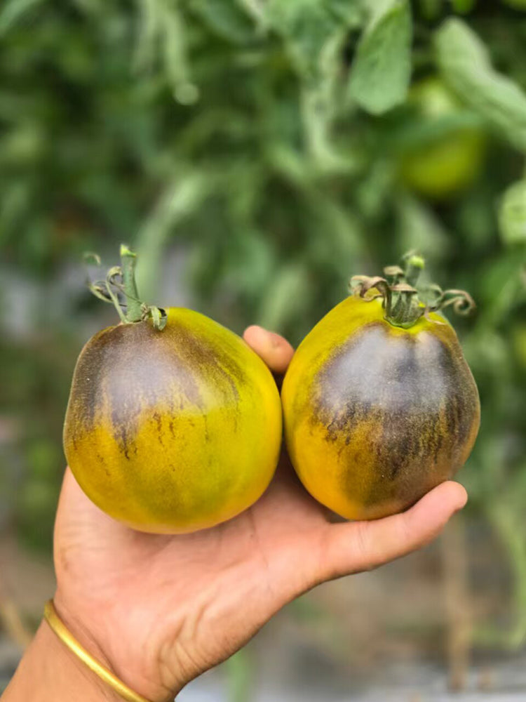 947 Rebel Green Gold Gem Tomato