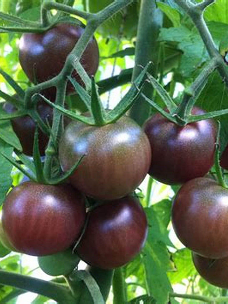 'Midnight Pearl' Cherry Tomato