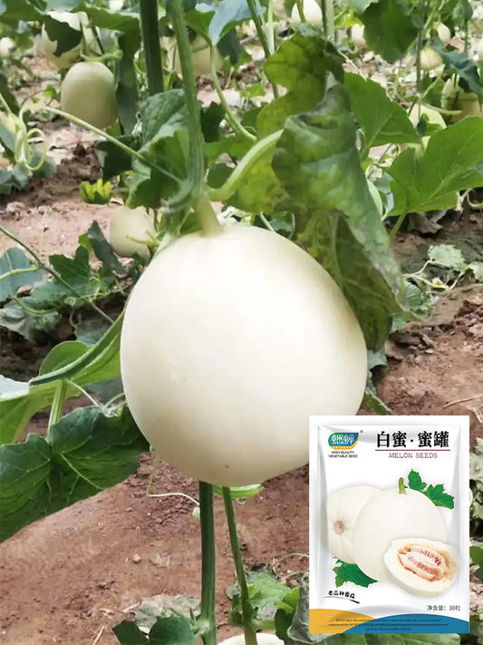 White Honey Jar Melon Hybrid