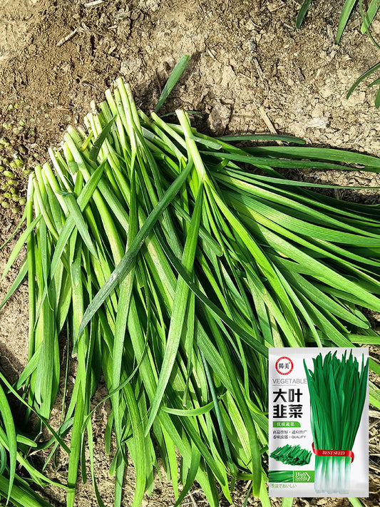 'Jiemei' Broadleaf Chinese Leek
