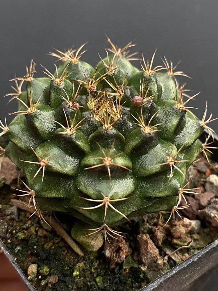 'Lishe Peony' Live Cactus