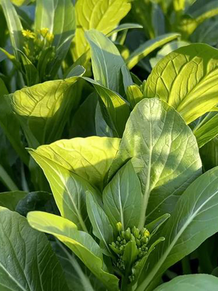 Sijiu Yellow-leaf Choy Sum