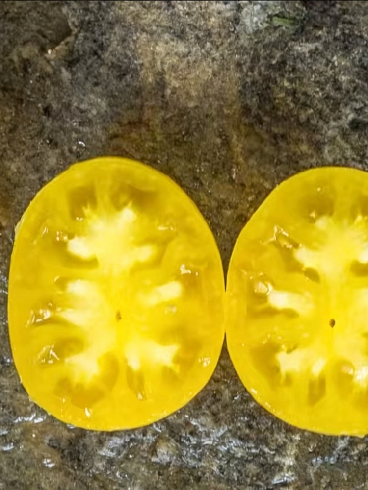 1036 Dwarf Lemon Ice Tomato