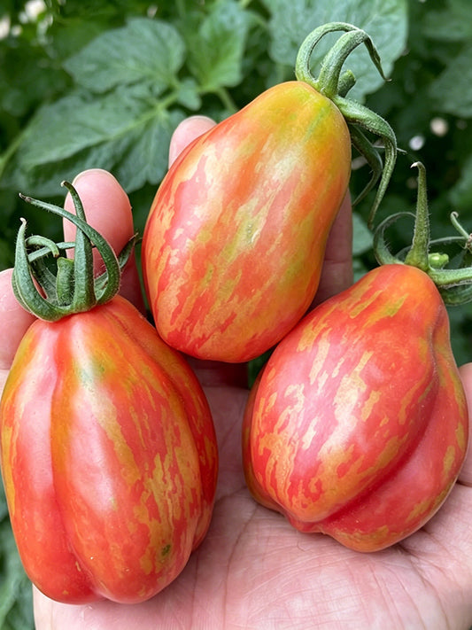 Red Pear Tomato