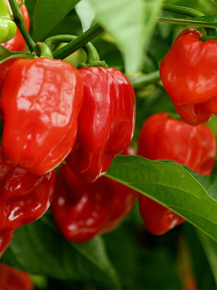 Red Habanero Pepper