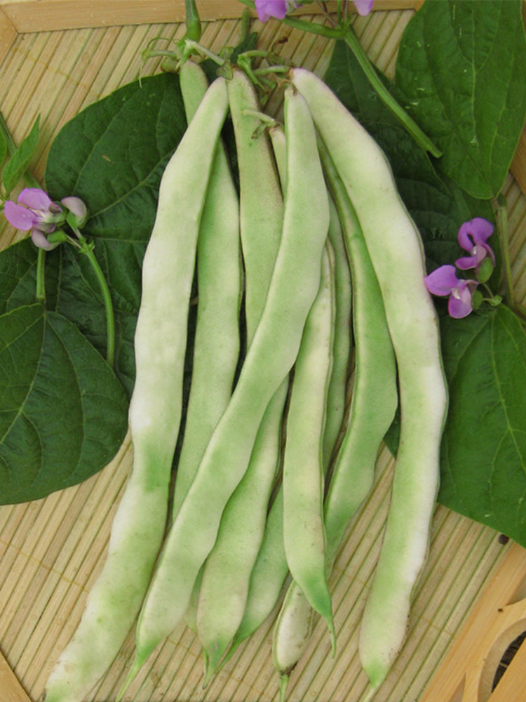 Didouwang No.1 Kidney Beans