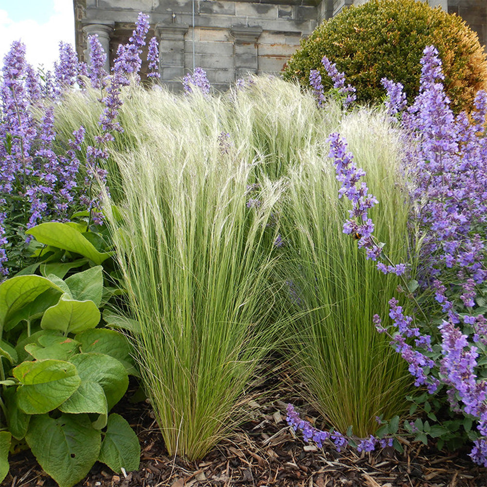 Mexican Feathergrass