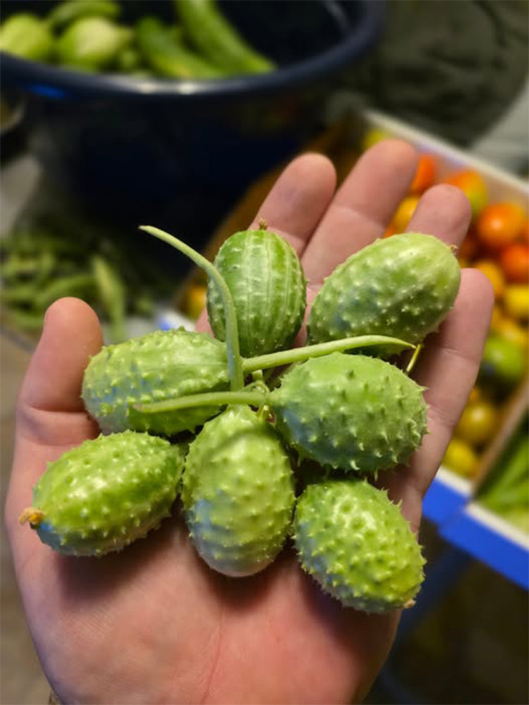 West Indian Gherkin