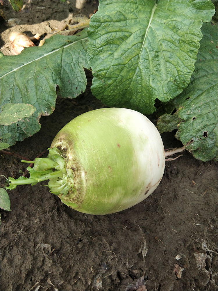 'Xinlimei' Red Heart Radish