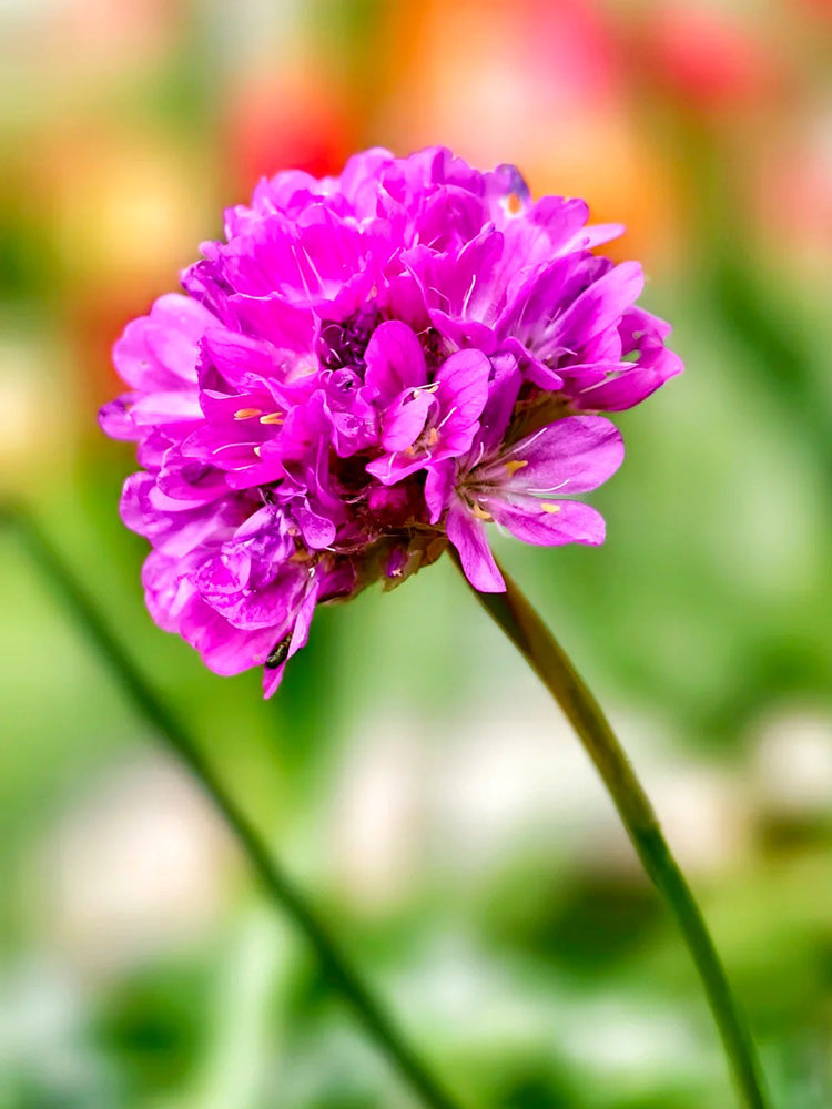 Sea Thrift Armeria Maritima