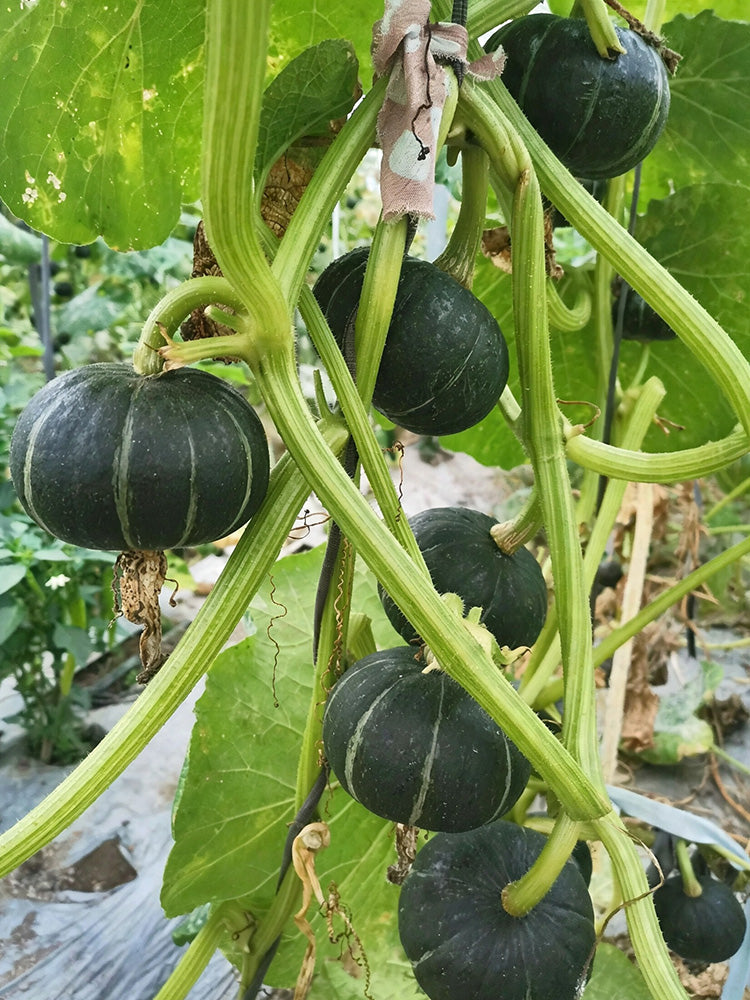 Mini Black Baby Pumpkin