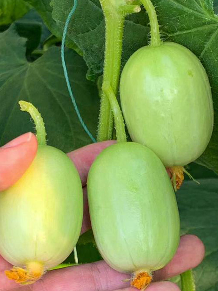 Jade Maiden Cucumber