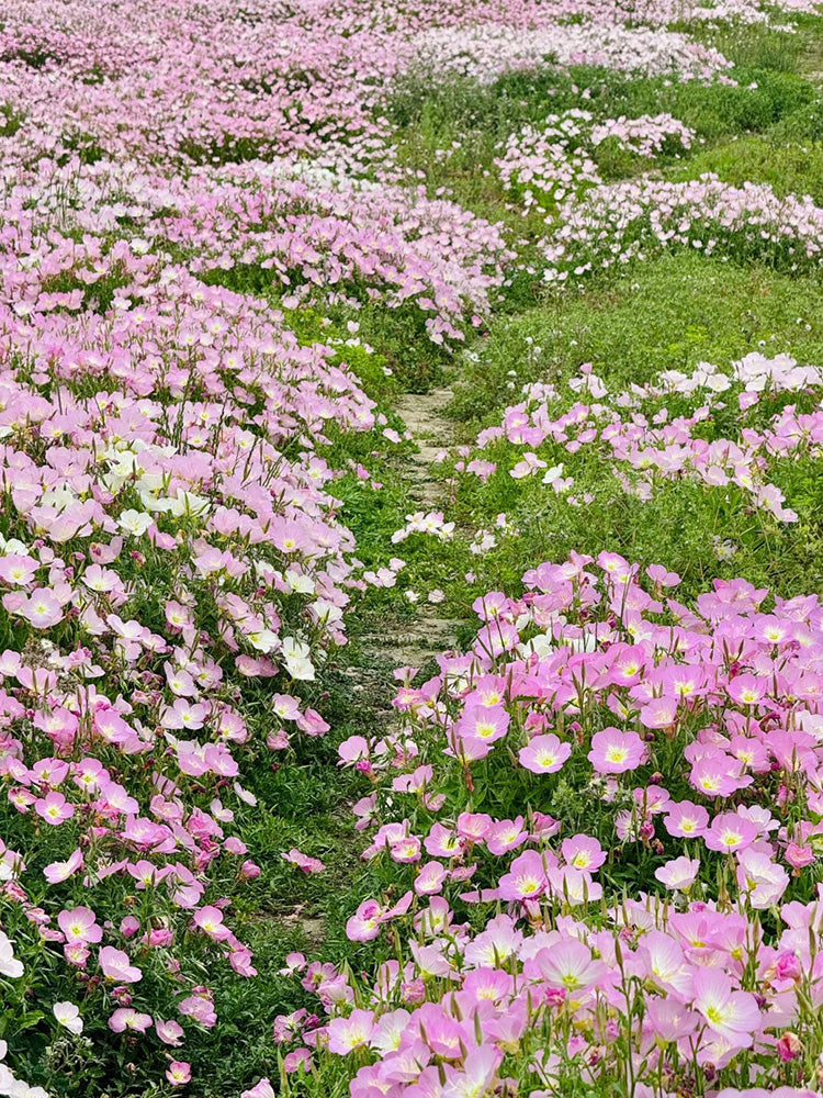 Pink Evening Primrose