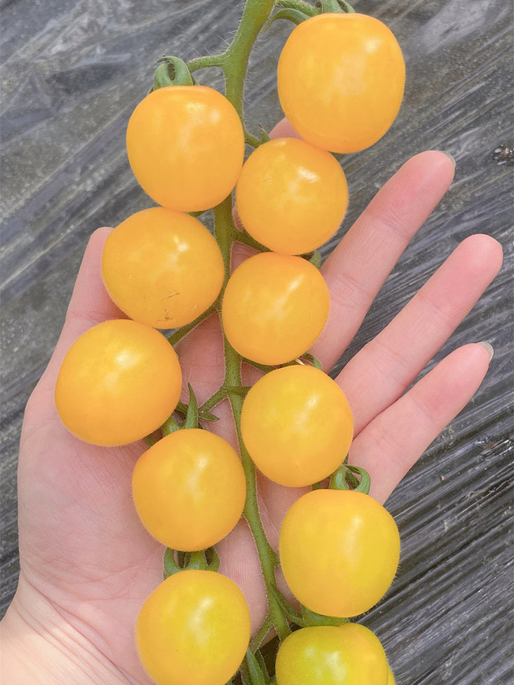 'First Love' Golden Cherry Tomato