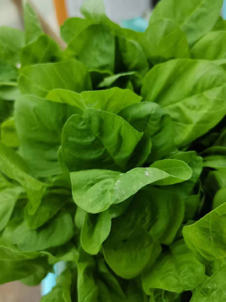 Green Round Leaf Amaranth