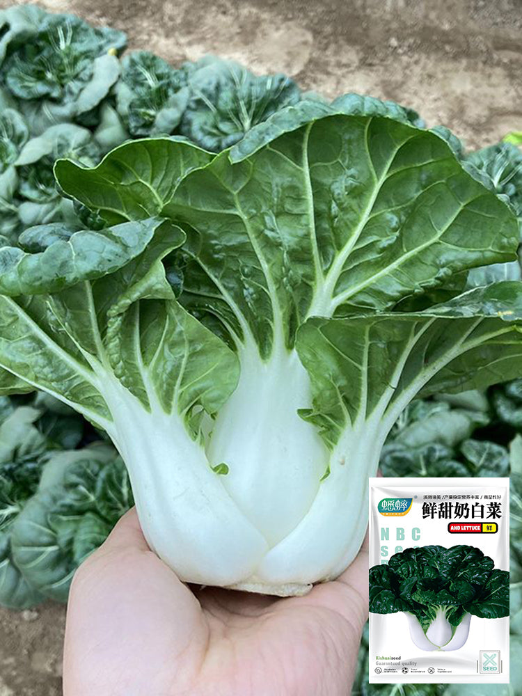 Fresh Sweet Bok Choy