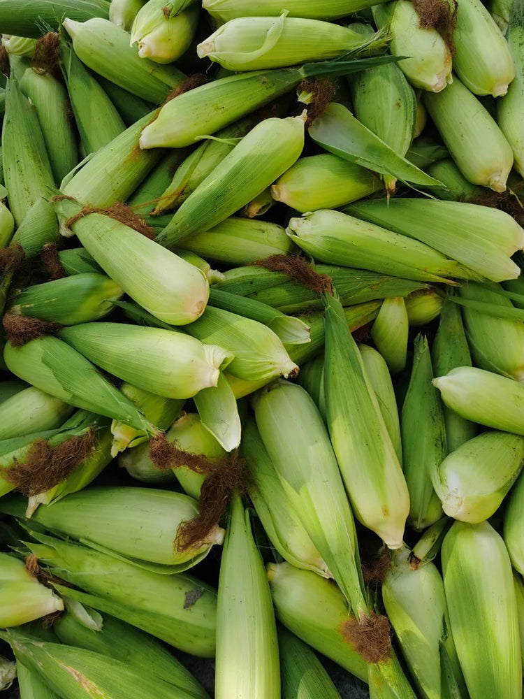 'Etianyu No.3' Corn