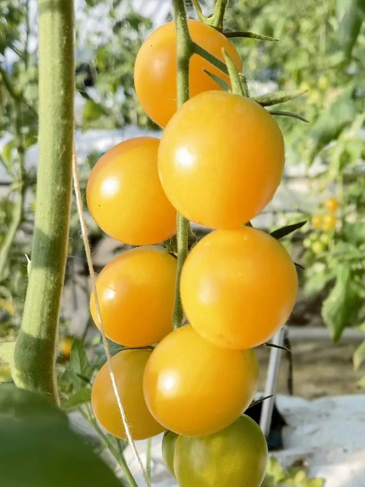 Super Sweet Yellow Peach Fruit Tomato