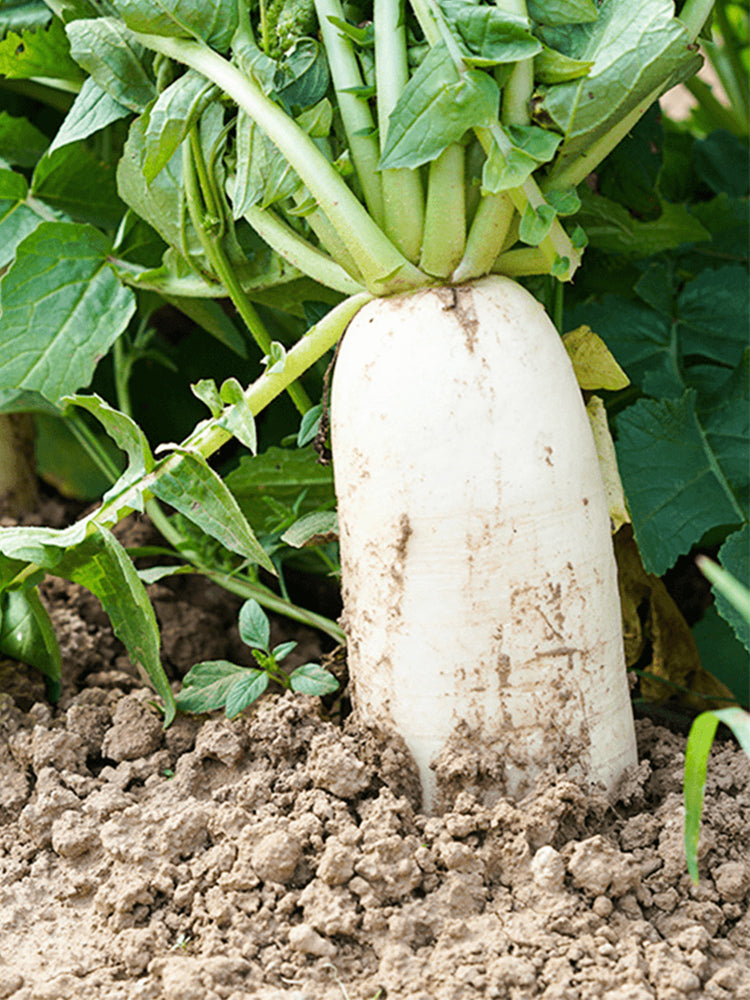 'Hanyuchun' White Radish