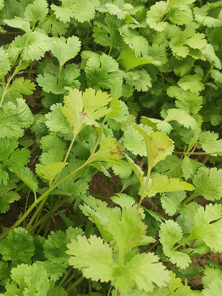 'Jiefeng' Large-Leaf Coriander