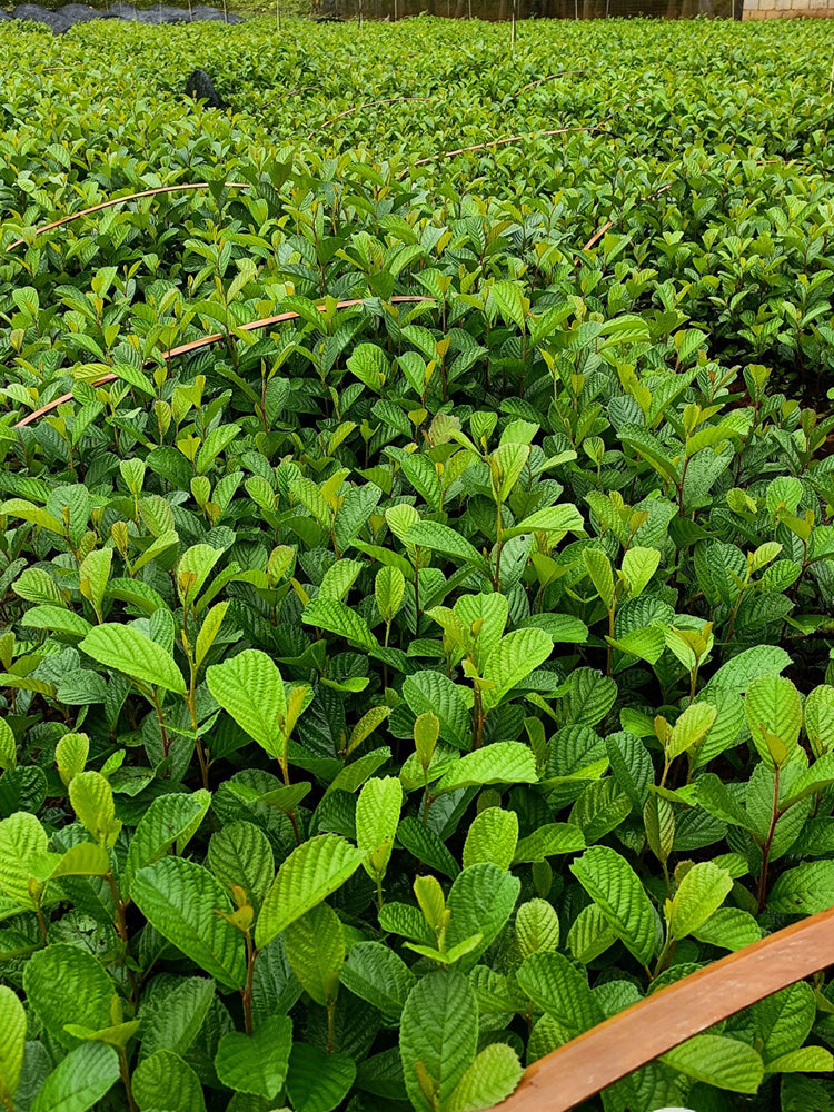 Alnus delavayi