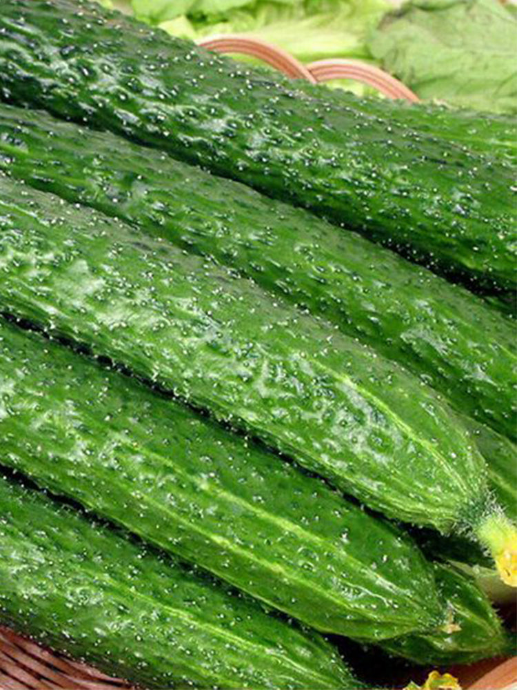Zhongnong Spring-Autumn Hybrid Cucumber F1