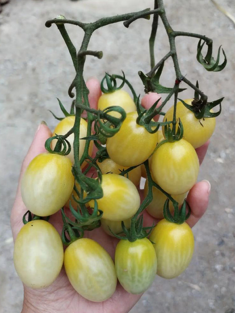 White Jade Cherry Tomato