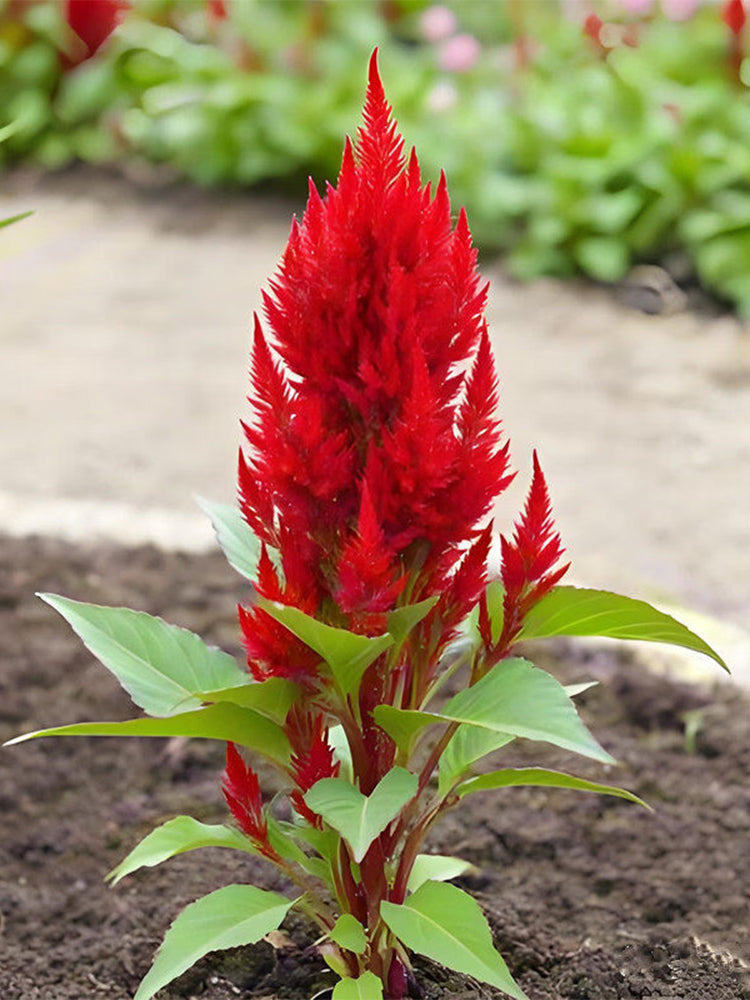 Hezhichun Red Feathered Cockscomb