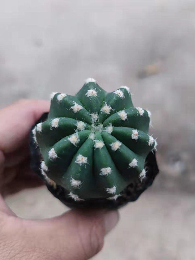 Echinopsis eyriesii Live Cactus