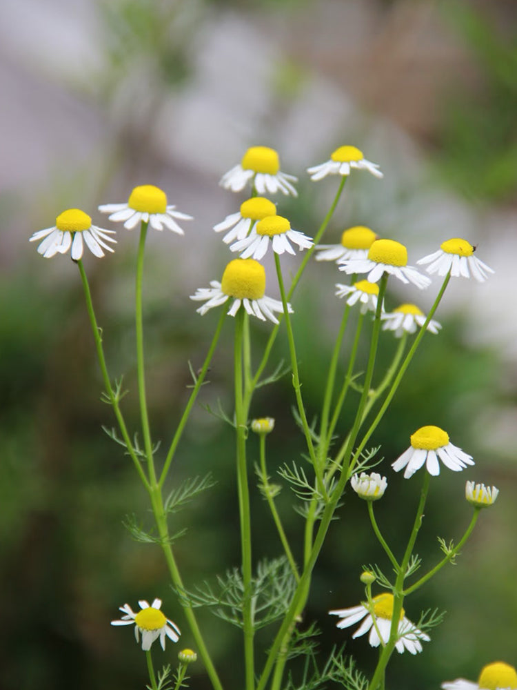 wildflower daisy seeds Oxeye Daisy Seeds (Leucanthemum vulgare) – Classic White Daisy Flower, Hardy Perennial Wildflower for Garden, Meadow & Borders – MUCIAKIE