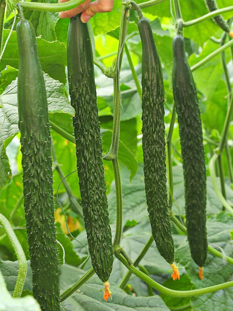 Zhongnong Spring-Autumn Hybrid Cucumber F1