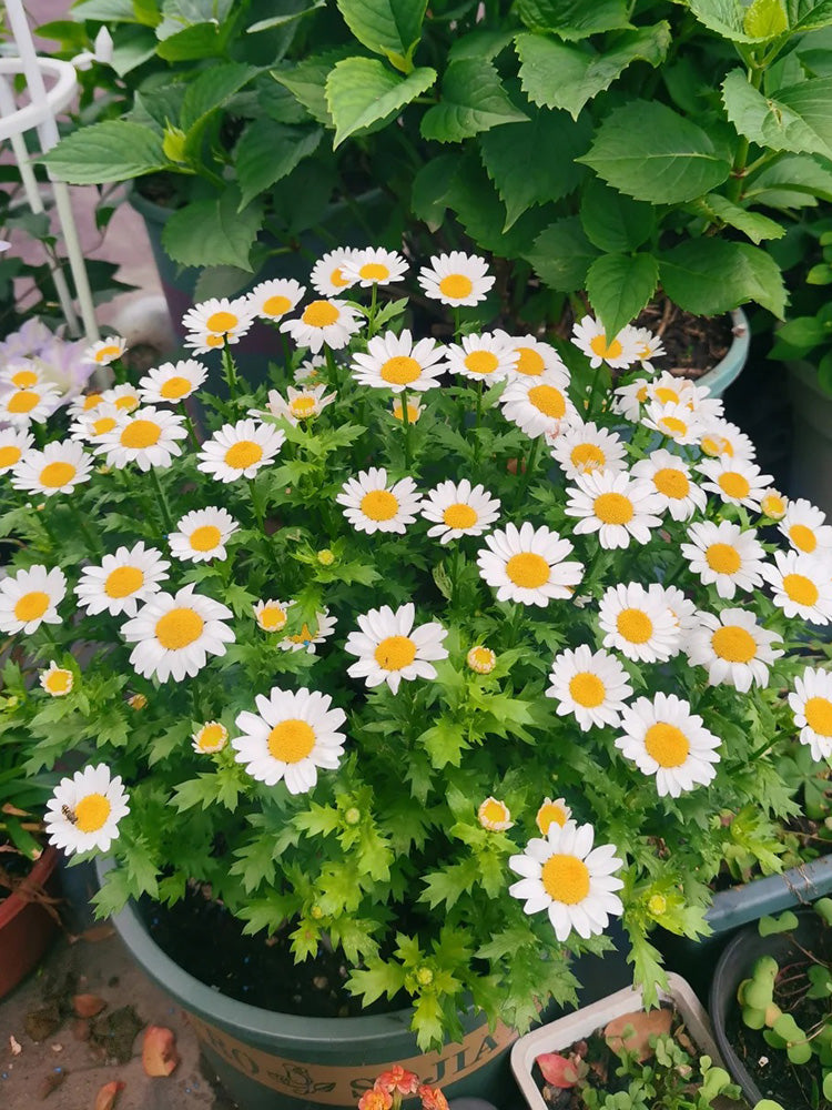 White Crystal Daisy