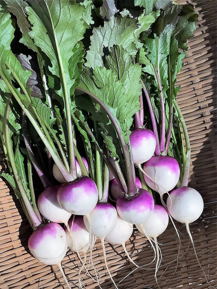 'Lucky' F1 Hybrid Turnip