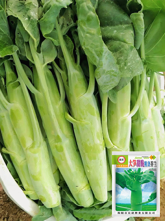 'Jiemei' Big-Stem Chinese Kale