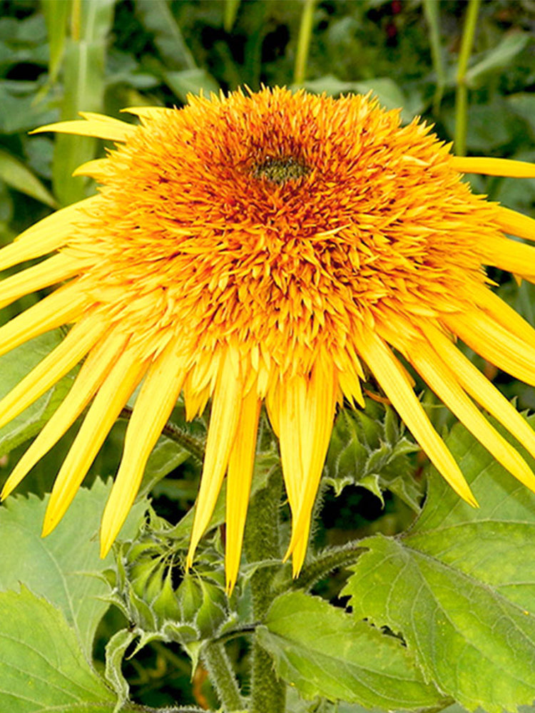 Meteor Double Sunflower