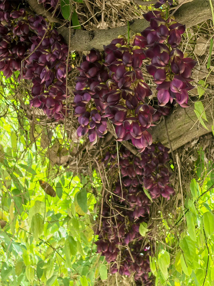 Evergreen Mucuna