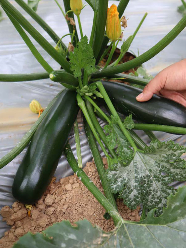 'Black Empress' Zucchini