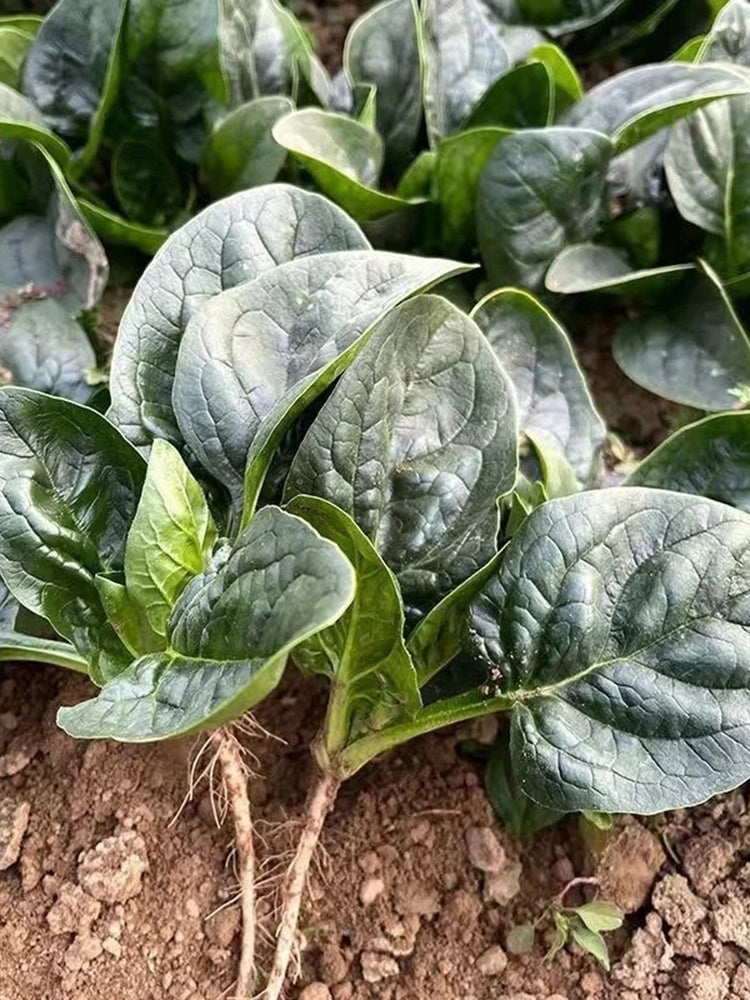 'Mobao 018' Prostrate Spinach