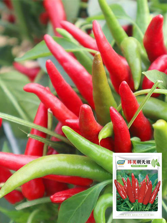 Tasty Upward-Growing Chili Peppers