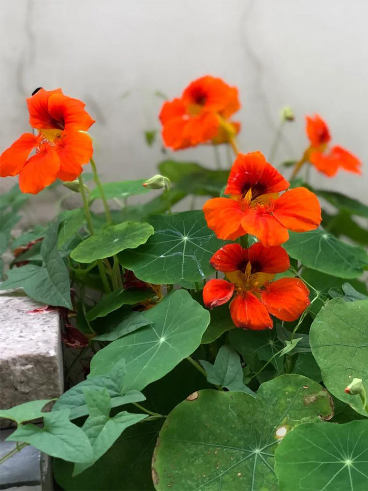 Hezhichun Red Nasturtium