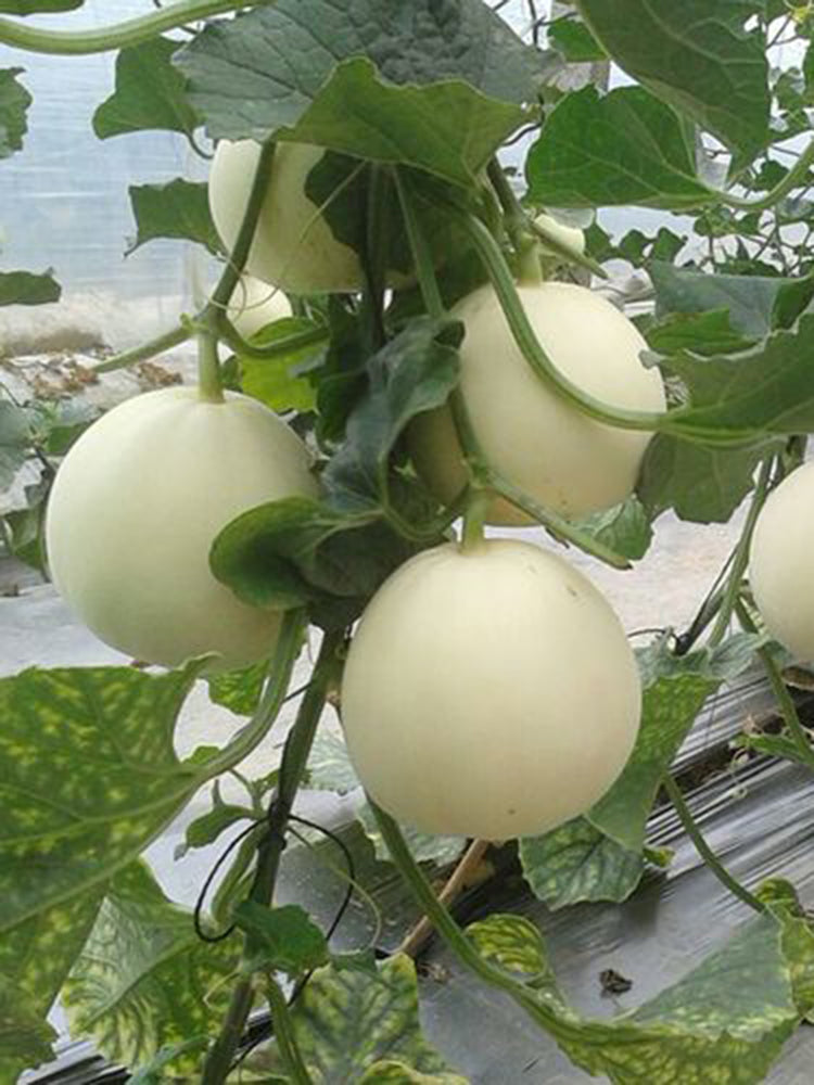 Caidu Jinyu No. 12 Muskmelon