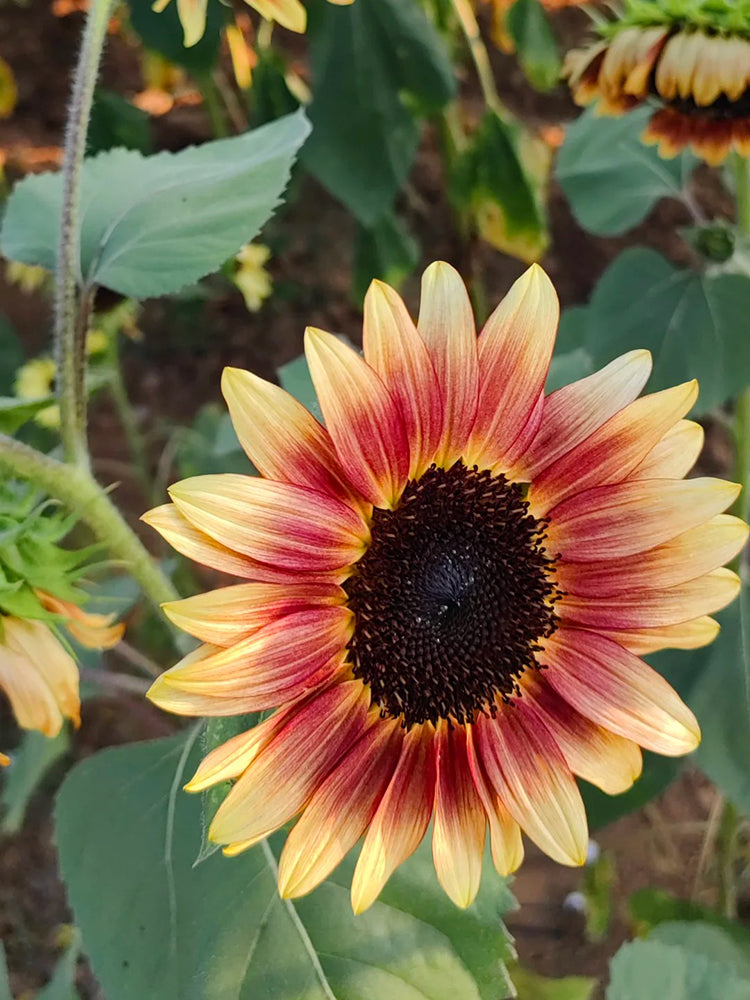 HEL25 Sunflower