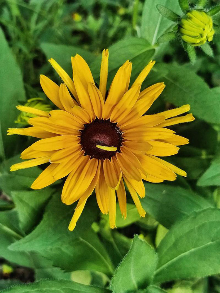 Hezhichun Dwarf Black-eyed Susan