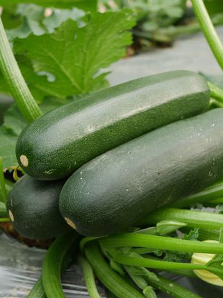 'Black Empress' Zucchini