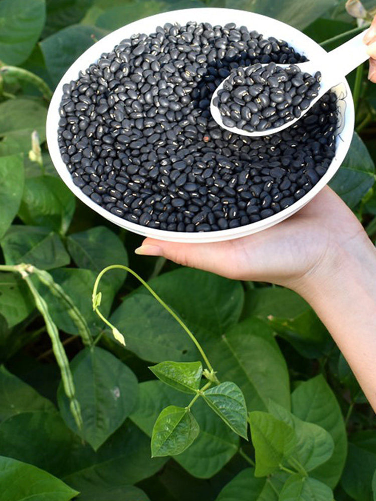 Black Cowpea